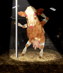 bailevaca
